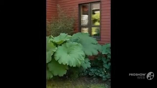 Astilboides - garden plants смотреть онлайн