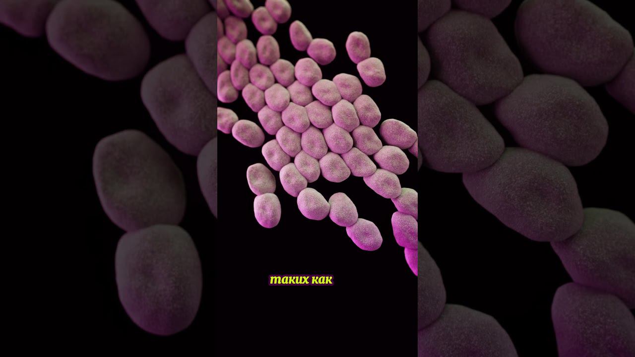 Роль бактерий в экосистеме Земли смотреть онлайн