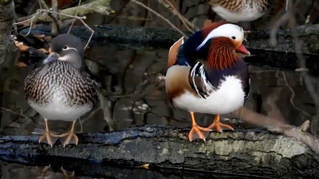 МАНДАРИНКА - Потрясающая фотомодель смотреть онлайн