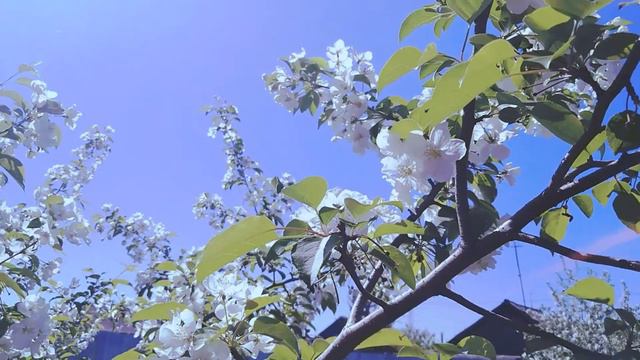 Aeshetic nature video | Эстетика природы | Help Bloggers| смотреть онлайн