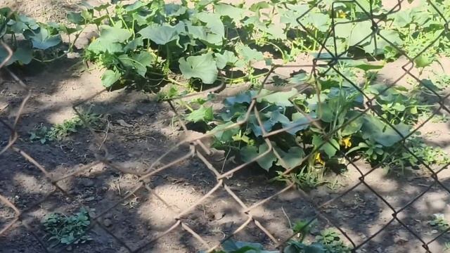 Сюрприз на огороде. Заморозка кабачков на зиму. Жизнь простых людей. Украина. смотреть онлайн