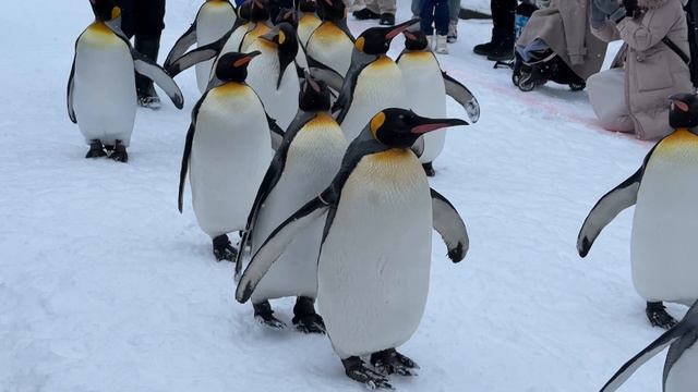 ペンギンの散歩　旭山動物園 / King Penguin in Asahiyama Zoo. смотреть онлайн