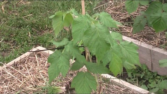 Как подготовить молодую ремонтантную малину к зимовке // Секреты хороших урожаев. смотреть онлайн