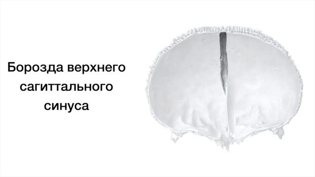 Лобная кость - Os frontale, курс нормальной анатомии смотреть онлайн