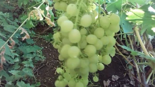 Виноград. Как я ухаживаю за виноградом . смотреть онлайн