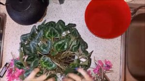 Что на листьях цикламена? Мучнистый червец, мучнистая роса или пыльца? Радикальные меры.