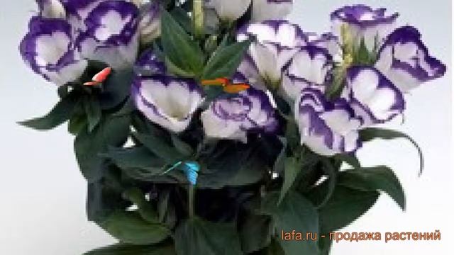 Эустома обыкновенная Блю Рим ? эустома Блю Рим обзор: как сажать семена эустомы Блю Рим смотреть онлайн