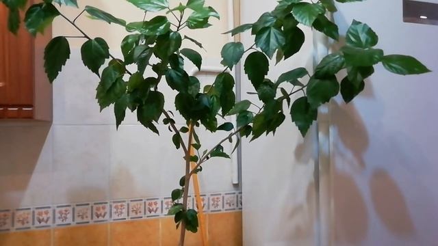 ГИБИСКУС комнатный. ФОРМИРУЮЩАЯ ОБРЕЗКА ГИБИСКУСА. HIBISCUS. CHINESE ROSE. смотреть онлайн