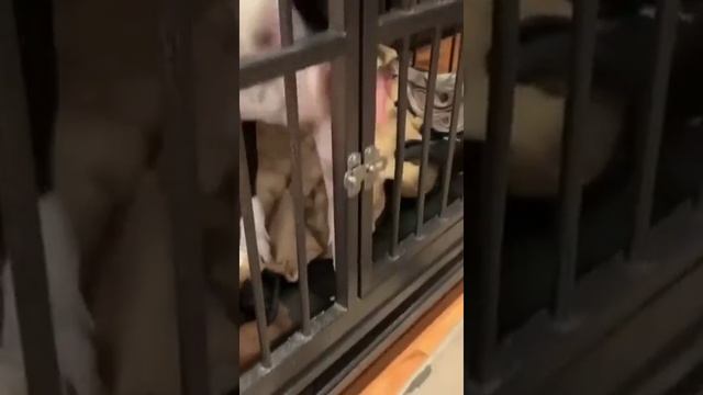 мастер побега смотреть онлайн