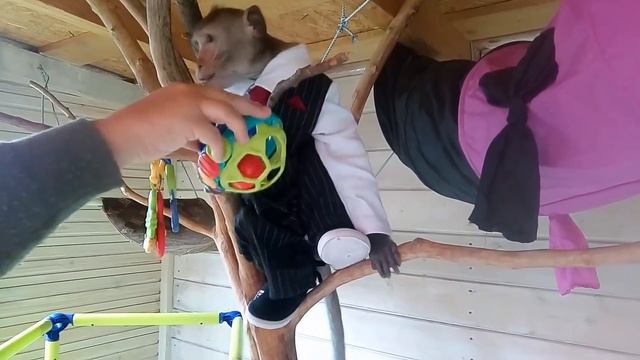 Макаке Федору 3 годика, смотрим подарки (домашние обезьяны) смотреть онлайн