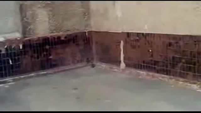 Битва крысы с кошкой. Кошмар. смотреть онлайн