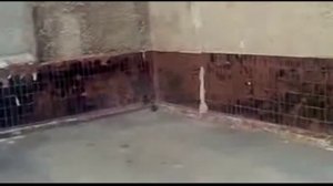 Битва крысы с кошкой. Кошмар.