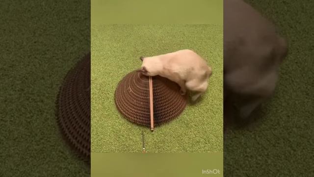 Интерактивная игрушка!👍 смотреть онлайн