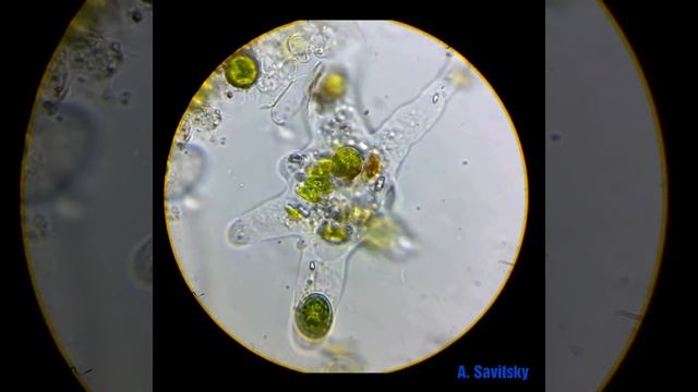 Amoeba. 1350х. Accelerated 4x / Амеба под микроскопом. 1350х. Ускорено 4х смотреть онлайн