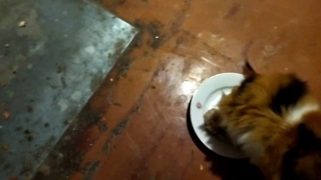 Кошечки едят Арахис ??? ??? смотреть онлайн