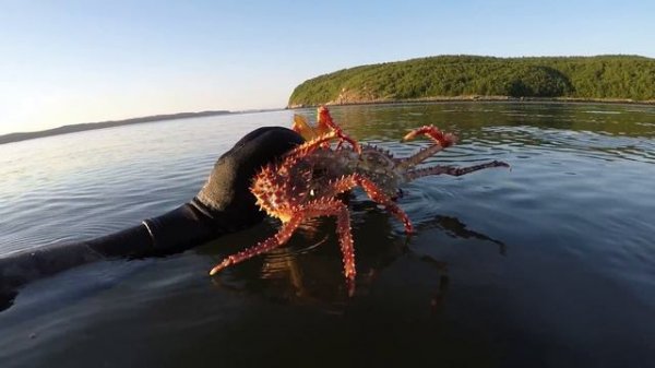 Нашествие крабов / The invasion of the crabs