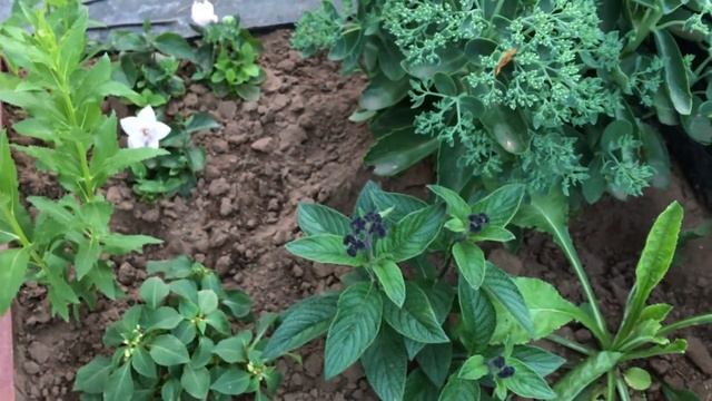 Броваллия 20.01.19 Выращивание броваллии из семян. Посев. Работа над ошибками