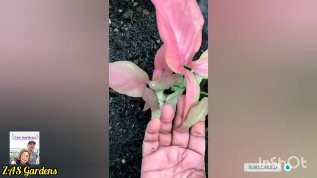 Vlog #18: Syngonium Propagation, And Their Varieties