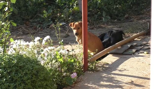 Вазон для цветов из цемента под естественный камень своими руками. смотреть онлайн