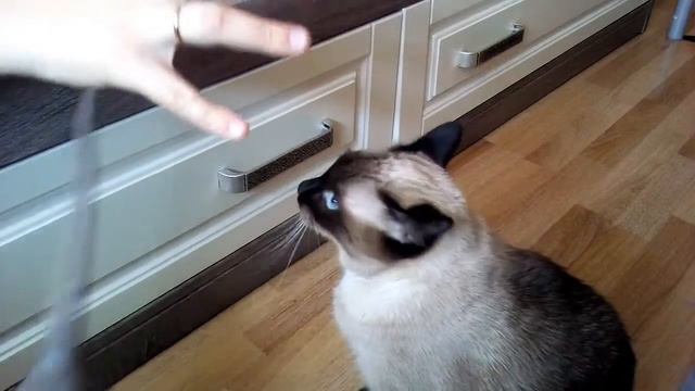 Наша кошка поёт😹