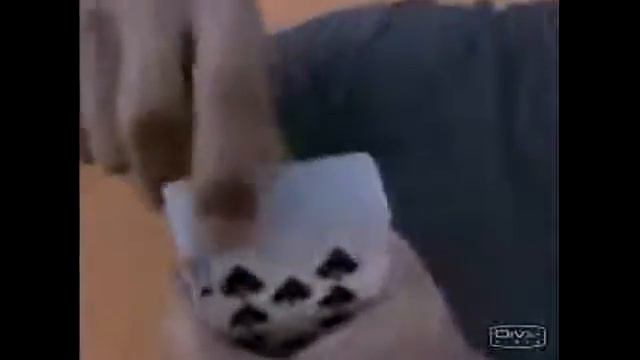 David Blaine   Best Card Trick Дэвид Блэйн   Выбери сам карту