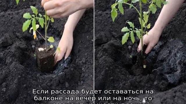 Пересадка рассады помидор в апреле — благоприятные дни смотреть онлайн