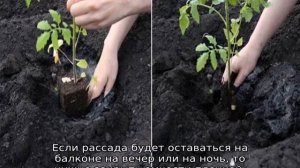 Пересадка рассады помидор в апреле — благоприятные дни