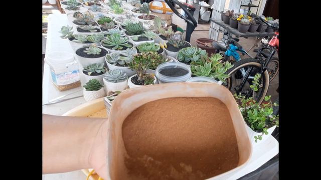Propagation thru cutting - Echeveria and Crassula Ovata Gollum смотреть онлайн