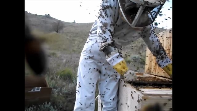 Working With Some Very Angry Bees смотреть онлайн