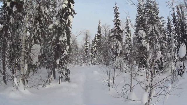 Проверка капканов,следы волков. смотреть онлайн