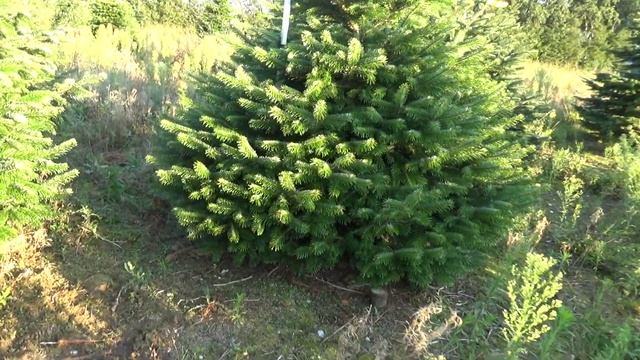 Пихта Нордмана (срубленная новогодняя пихта)  16043