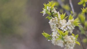 Футаж — Цветы черемухи. Футажи (footage) красивая природа [FullHD]