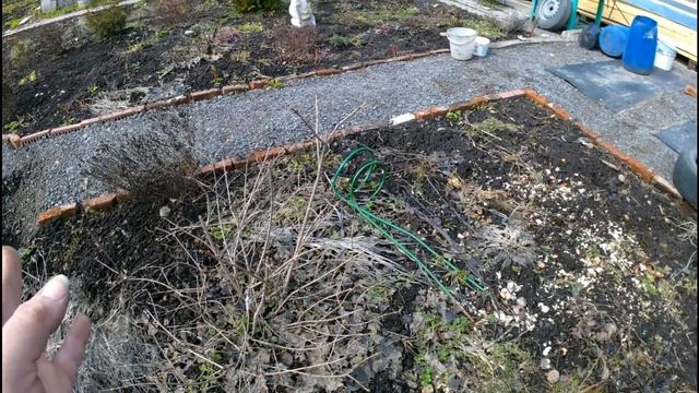 Первые подкормки растений весной. #сад,#подкормка,#веснавсаду, #органическиеудобрения. смотреть онлайн