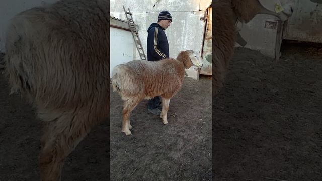 Гиссарский кочкар 1,1 месяц по кличке Слон на пастбищных условиях! смотреть онлайн