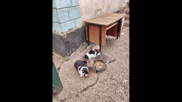 Ребята, 8-9 числа можно опять помочь кормами животным в Волновахе (ДОНЕЦК). смотреть онлайн