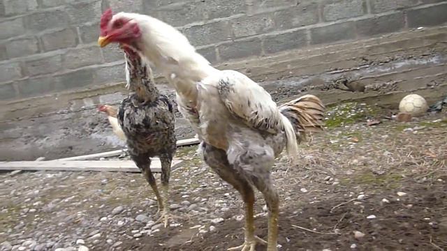 Бойцовые петухи смотреть онлайн