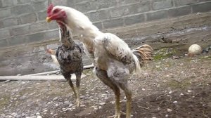 Бойцовые петухи