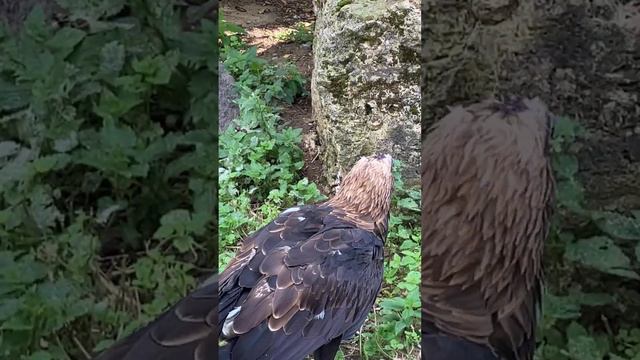 Папа с Артуром слетали в Москву на пару дней. Зоопарк. Парк «Ходынское поле». Авиапарк смотреть онлайн