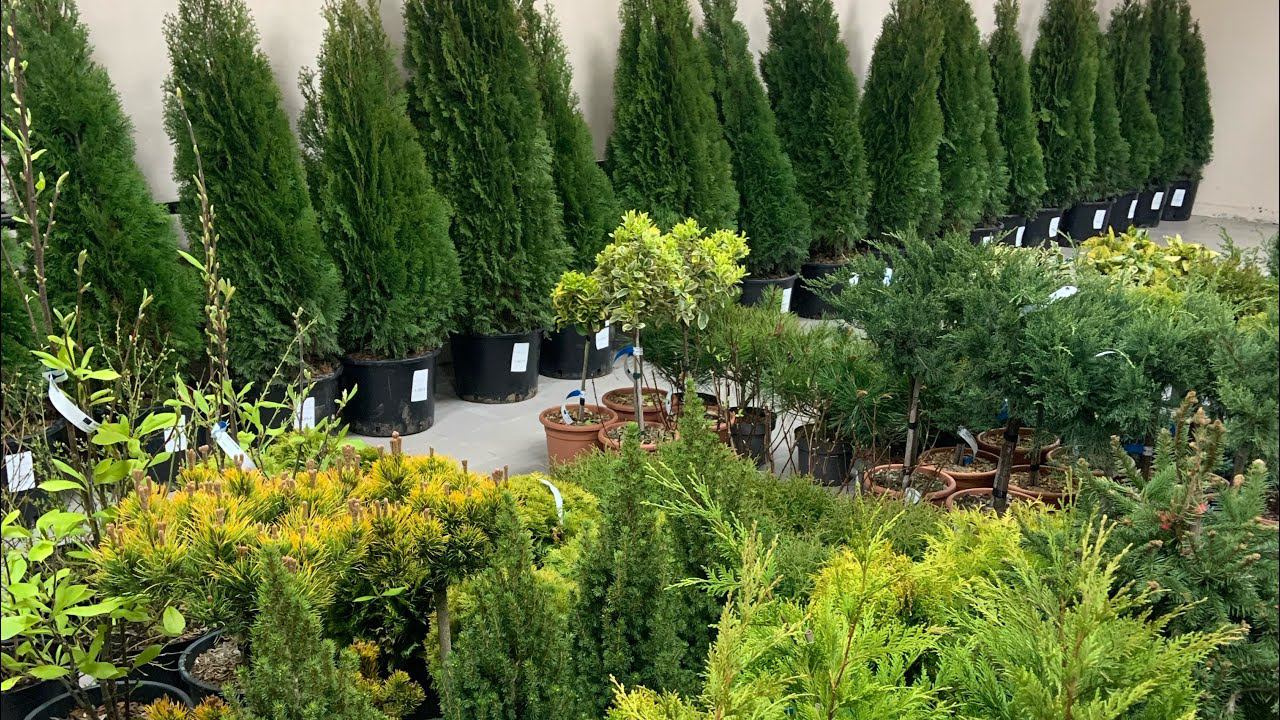 Обзор растений. Садовый центр Ставрополь!