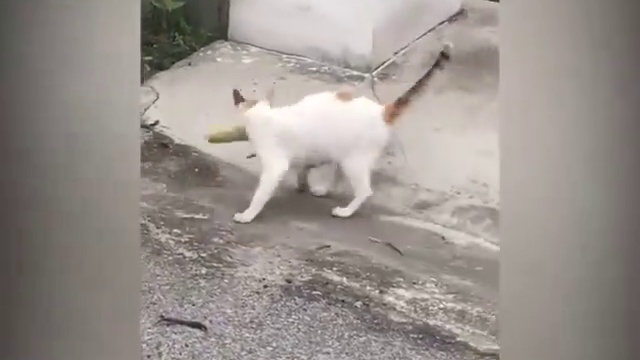 когда очень любишь кукурузу смотреть онлайн