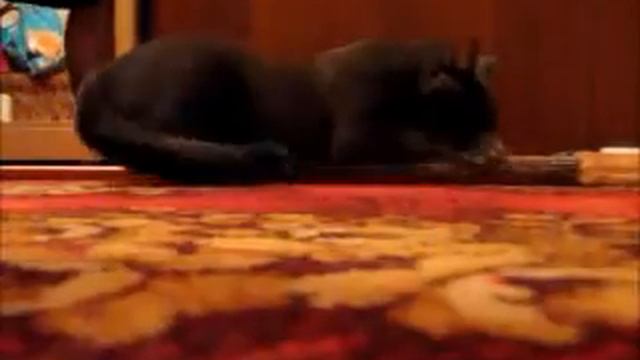 Новая когтеточка даже лучше валерианки.wmv смотреть онлайн