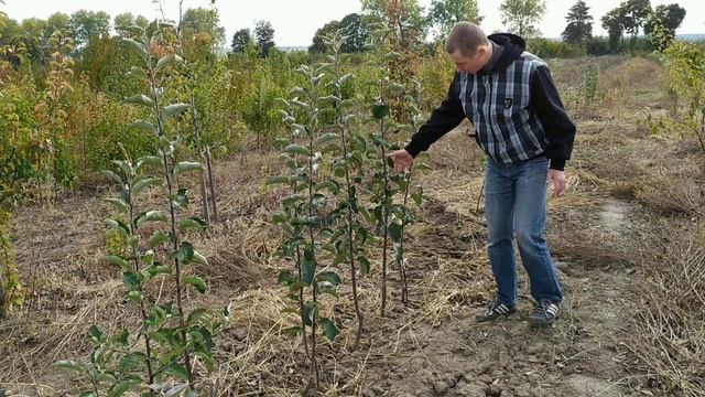 Саженцы яблони и груши в 2019 году. Сравнение разных подвоев и сортов смотреть онлайн