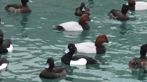 Хохлатая чернеть и красноголовый нырок || diving ducks