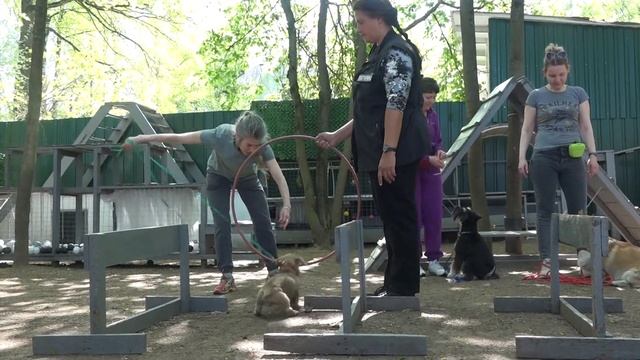 Догтренинг 605. Такса, цвергшнауцер и корги на системе препятствий. смотреть онлайн