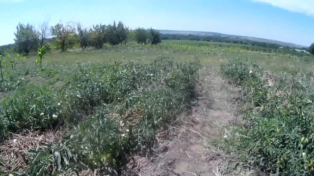 Обзор огородов на середину июля смотреть онлайн