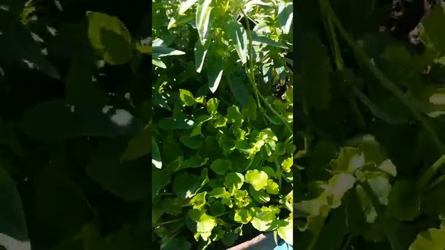Что цветёт в саду. 22.04.2022. Керия японская, тюльпаны.. смотреть онлайн