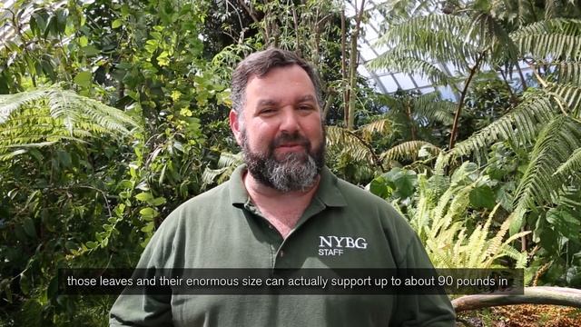 Planting Victoria amazonica смотреть онлайн