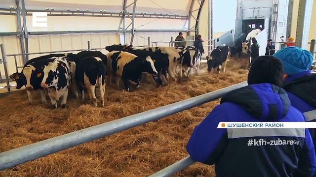 На юг Красноярского края привезли элитных коров из Дании смотреть онлайн