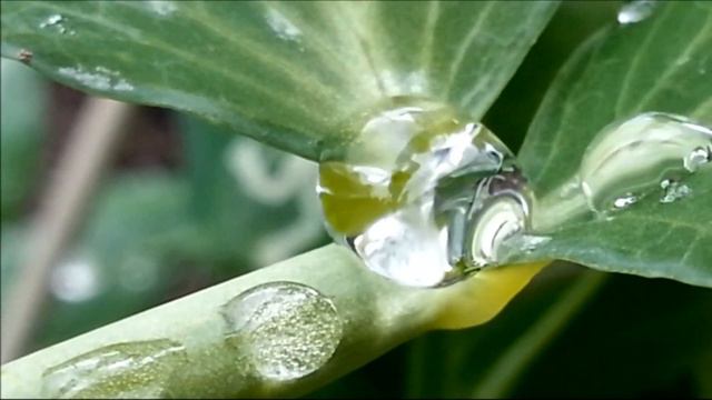Капли воды на листьях гороха смотреть онлайн