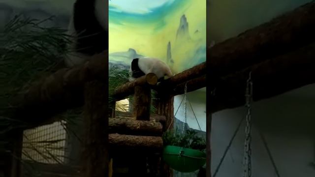 А вы видели, как панда ходит в туалет? смотреть онлайн